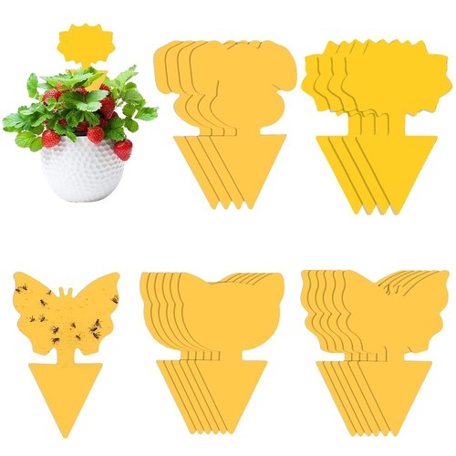 Fruit fly traps - traps, insects