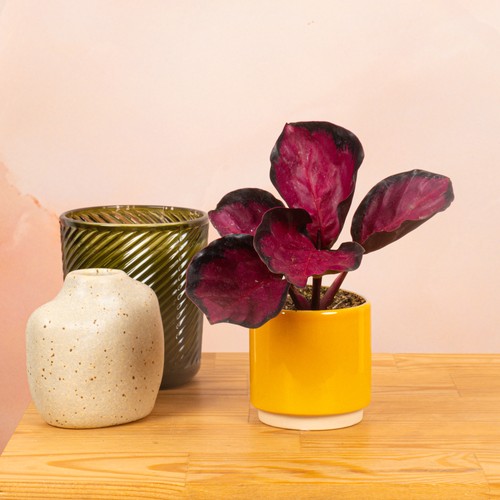 Baby calathea roseopicta - baby,