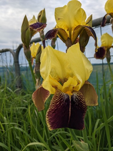 Bearded iris rajah - bearded,