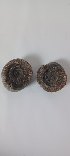 Fossils with stand - ,