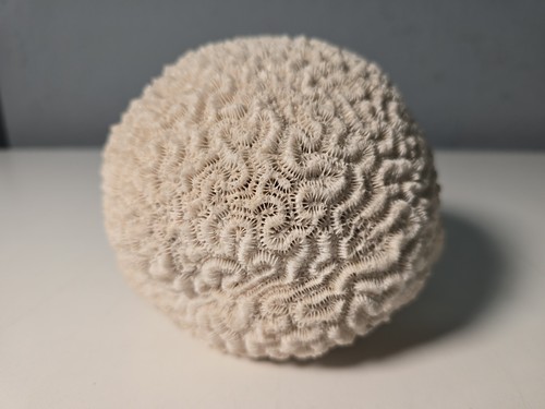 Vintage brain coral 3lbs - coral, 2.3lbs