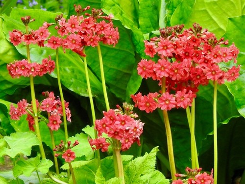 Primula japonica millers - japonica,