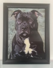 Novelty Staffordshire Bull Terrier Moving Hologram Framed Portrait Black Dog