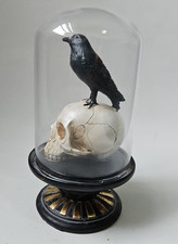 Skull & Raven / Crow under glass display dome - Gothic Horror Halloween