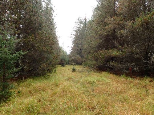 Photo 6x4 forest ride north - photo,