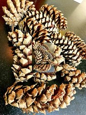 10 Spruce Extra Large Fir