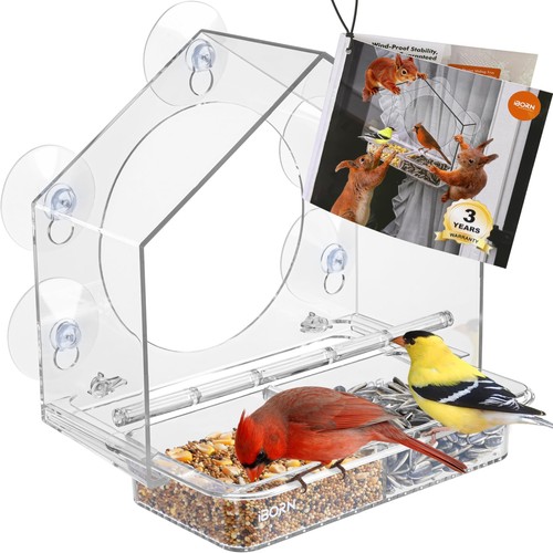 Iborn 2026 new window - iborn, bird