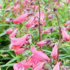 Penstemon Firebird 1 & 3 Litre