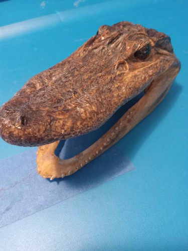Vintage florida alligator - vintage,