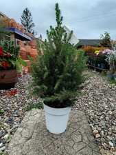 Picea Glauca in White Pot | 2 L Pot | Potted Christmas Tree | Approx 55cm