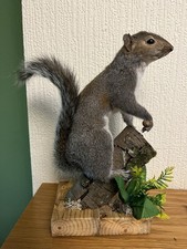 Taxidermy Grey Squirrel (￼