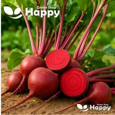 Vegetable Beetroot - Detroit 2 Crimson Globe - 650 Seeds - Beta Vulgaris