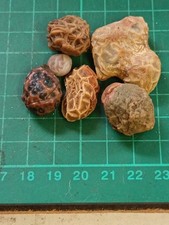 Gobi Vein Agate  Natural Unpolished