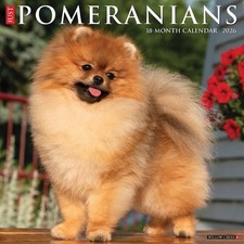 Pomeranians 2026 Wall Calendar by Willow Creek Press