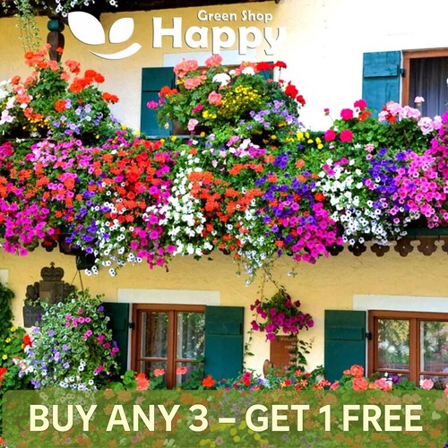Balcony flower mix seeds - flower,