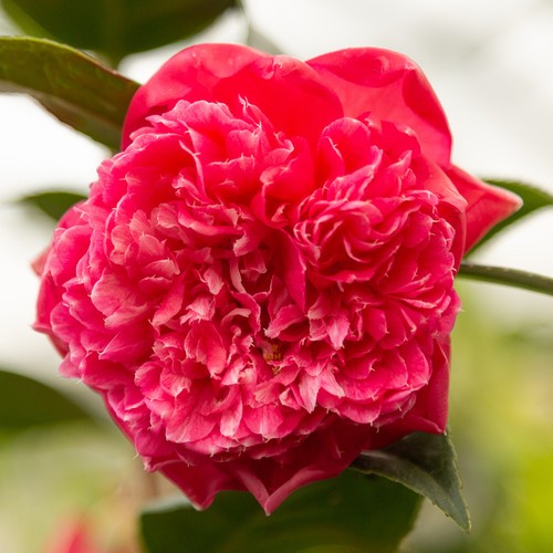 Camellia anticipation 2 - camellia,