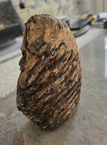 Fossilised wooly mammoths