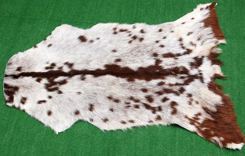 Goat western taxidermy hide - goat,