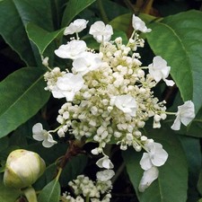Hydrangea seemannii -