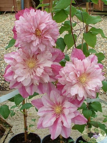 Double light pink - 25,