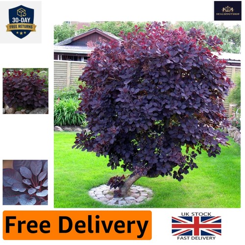 Versatile cotinus royal purple - royal,