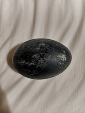 Blown Emu Egg