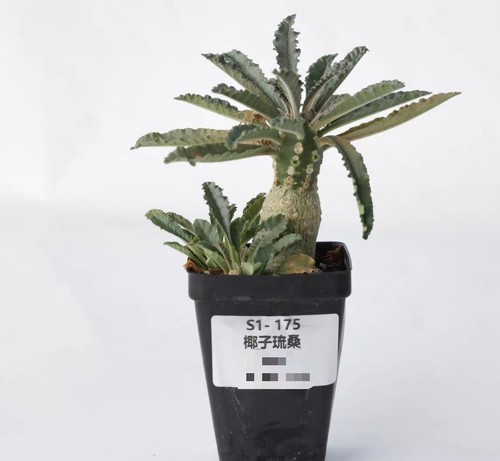 Pot 5cm rare plant - pot, 6.5cm