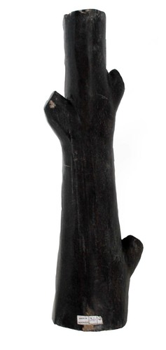 Fossil wood petrified - fossil,