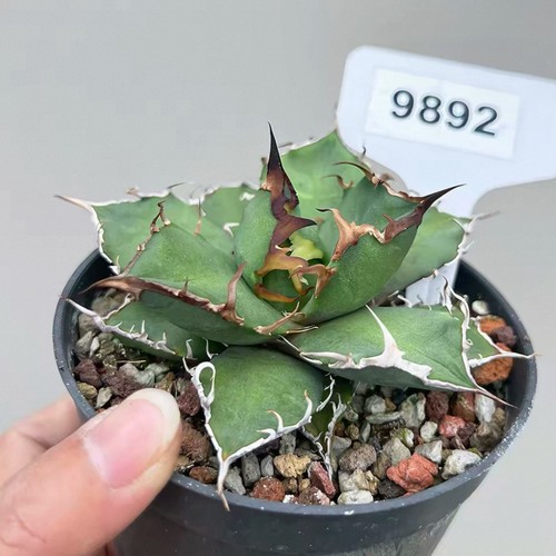 1pcs 8cm seedgrowth agave - 1pcs, 7-8cm