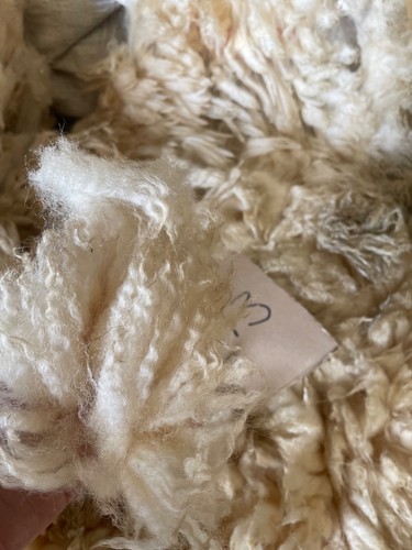 White raw sheep - white, wool