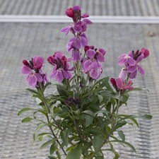 Wallflower 'Sugar Rush Purple Bicolour' Plug Plant x6 Perennial fragrant flowers