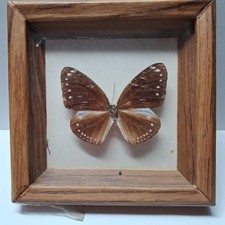 Swainson's Crow? Taxidermy Butterfly