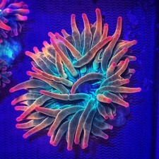 Rainbow Bubble Tip Anemone