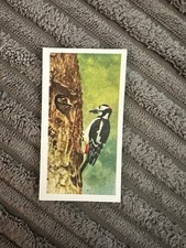 Brooke Bond  - Frances Pitt British Birds #8 (G S Woodpecker)