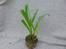 Rare Dracula posadarum orchid