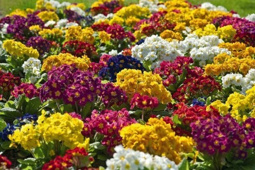 Polyanthus colossea mix - -,