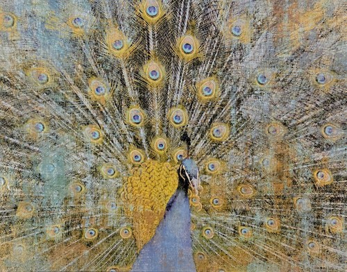 Peacock canvas painting - peacock,