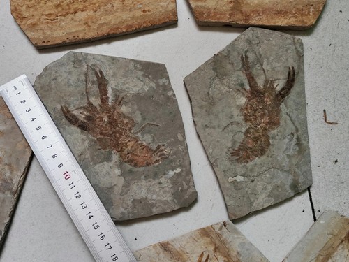 Pair cretaceous period - a,