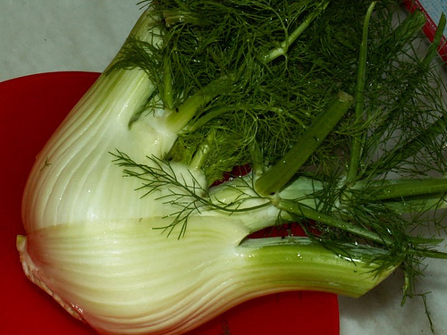 Herb fennel florence - ,