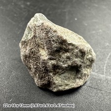 Triceratops dinosaur bone