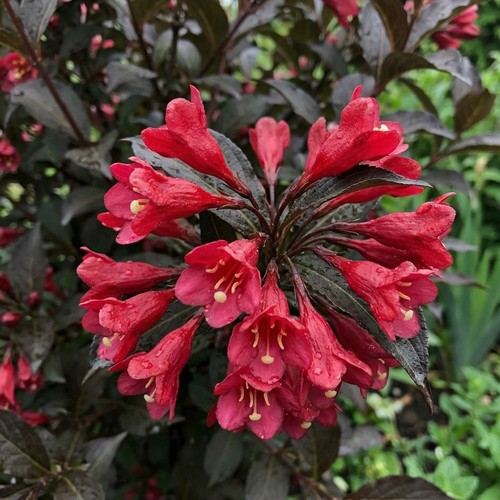 Weigela electric love red - red, dark