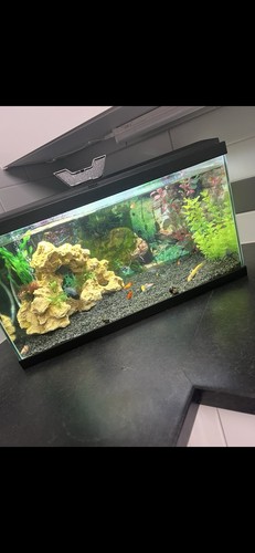 Fish tank with - fish,