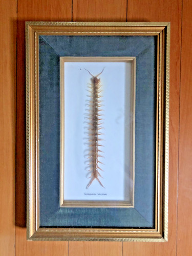 Scolopendra mortisans wood - scolopendra,
