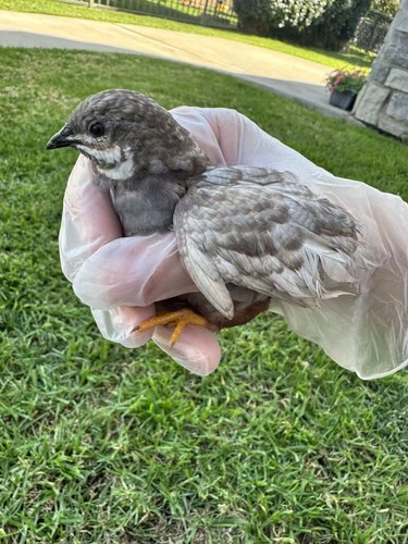 Button quail hatching eggs - button,