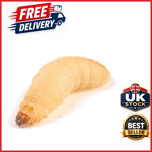 Waxworm feeder insects - insects, 15-25mm