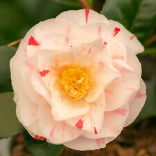 Camellia Contessa Lavinia Maggi 5 Litre White/Pink Striped Flowers Evergreen