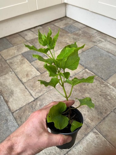 Caucasian spinach hablitzia - caucasian,