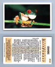 Red-Eyed Tree Frog #19 - Disappearing Rain Forest 1991 Grandee Cigarette Card