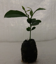 Orange, Citrus sinsensis