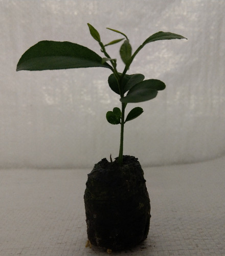 Orange citrus sinsensis - citrus,